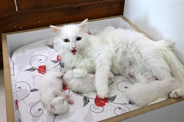 Turkish cat has C-section giving birth to three kittens