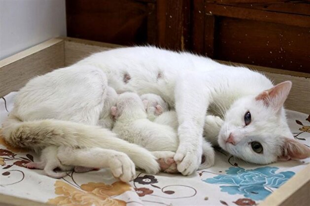 Turkish cat has C-section giving birth to three kittens