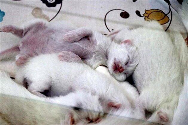 Turkish cat has C-section giving birth to three kittens