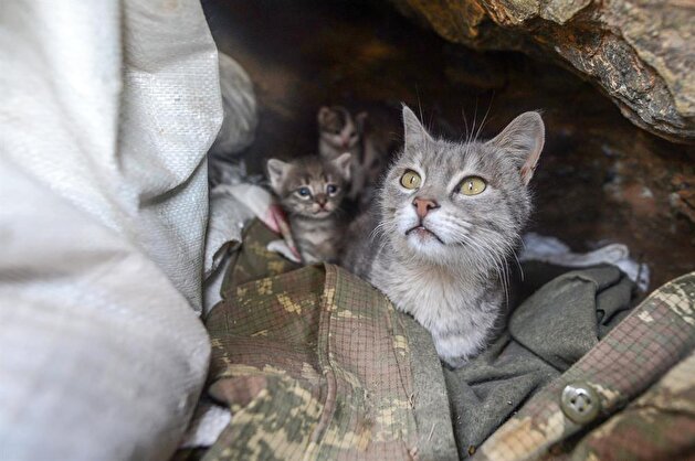 Cats accompany soldiers at military base
