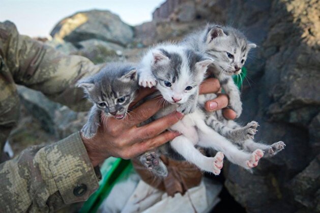 Cats accompany soldiers at military base