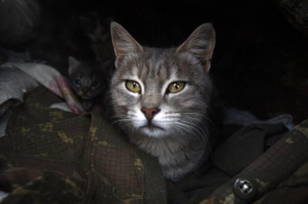 Cats accompany soldiers at military base