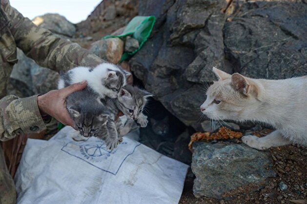Cats accompany soldiers at military base