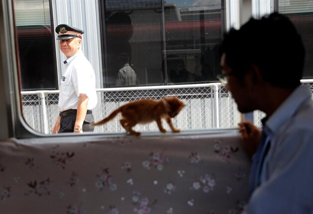 Cats on a train! Japan railway lets felines roam to raise awareness of strays