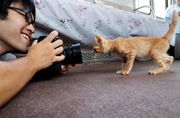 Cats on a train! Japan railway lets felines roam to raise awareness of strays