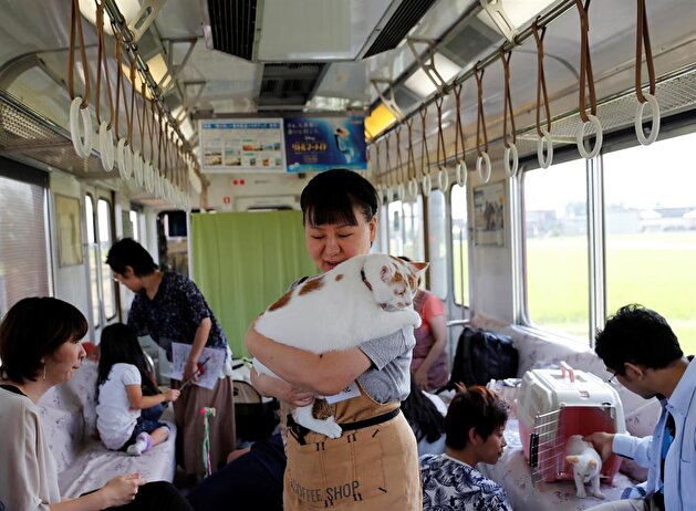 Cats on a train! Japan railway lets felines roam to raise awareness of strays