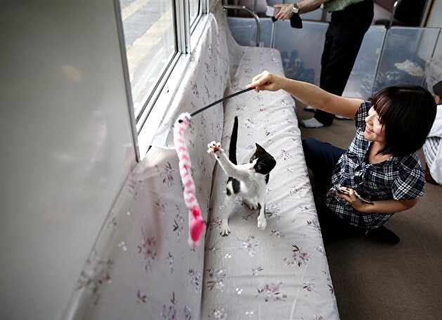 Cats on a train! Japan railway lets felines roam to raise awareness of strays