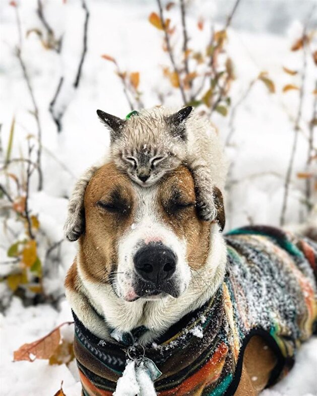 Cat and dog travel the world together