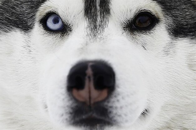 Siberian husky's life in Russia