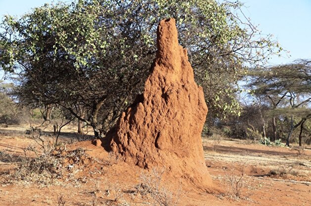 Anthills enthrall tourists in Ethiopia