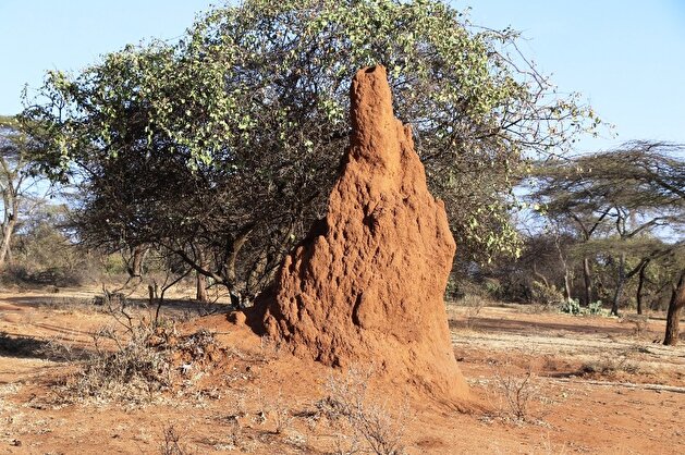 Anthills enthrall tourists in Ethiopia