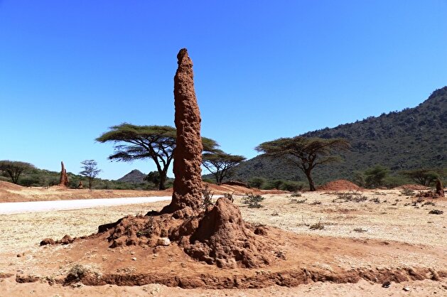 Anthills enthrall tourists in Ethiopia