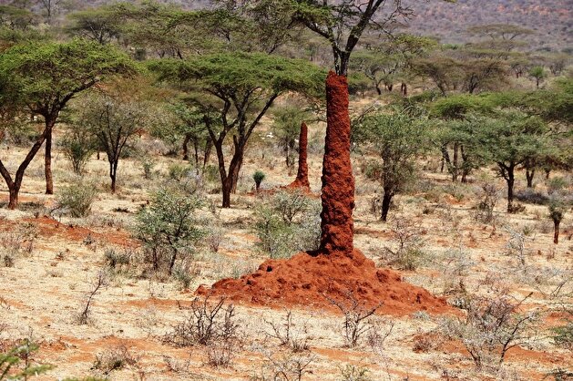 Anthills enthrall tourists in Ethiopia