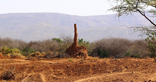 Anthills enthrall tourists in Ethiopia