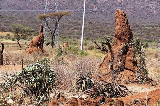 Anthills enthrall tourists in Ethiopia