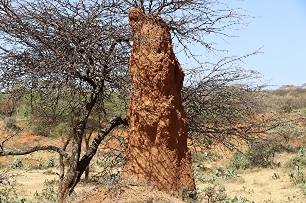 Anthills enthrall tourists in Ethiopia