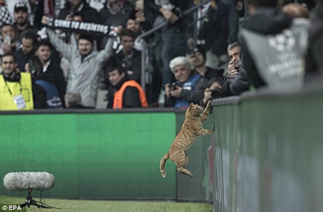 Cat voted ‘Man of the Match’ as Bayern Munich defeats Beşiktaş in UEFA Champions League