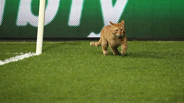 Cat voted ‘Man of the Match’ as Bayern Munich defeats Beşiktaş in UEFA Champions League