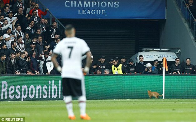 Cat voted ‘Man of the Match’ as Bayern Munich defeats Beşiktaş in UEFA Champions League