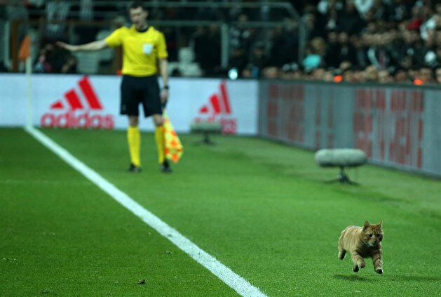 Cat voted ‘Man of the Match’ as Bayern Munich defeats Beşiktaş in UEFA Champions League