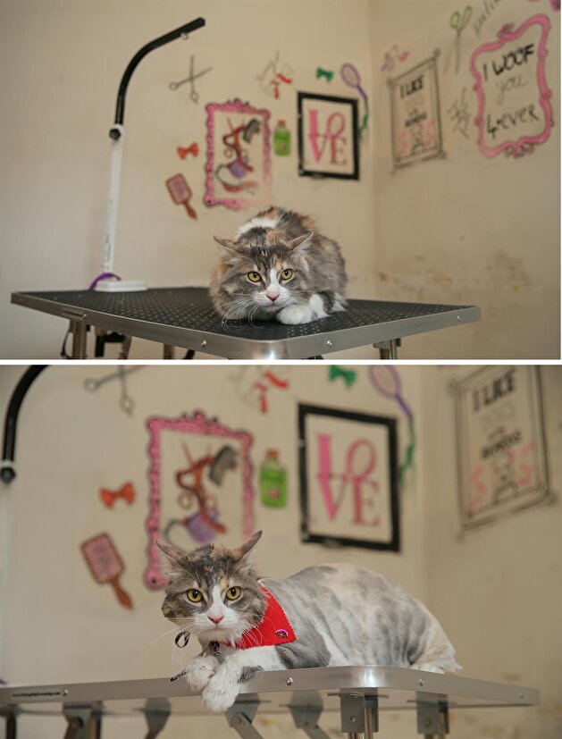 Pets get pampered at beauty shop in Turkey's Izmir