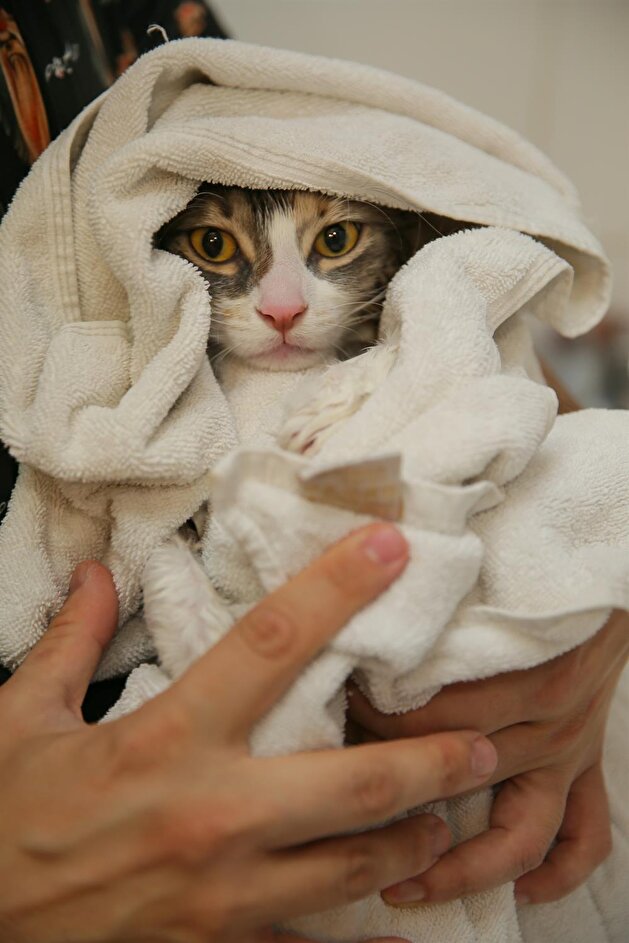 Pets get pampered at beauty shop in Turkey's Izmir