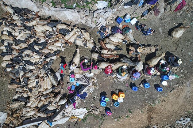 Sheep flock's journey through the Karapet Pass in Turkey's Van