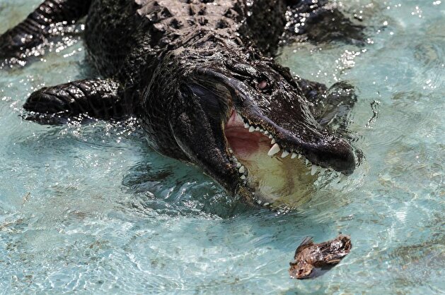 The oldest American alligator in the world