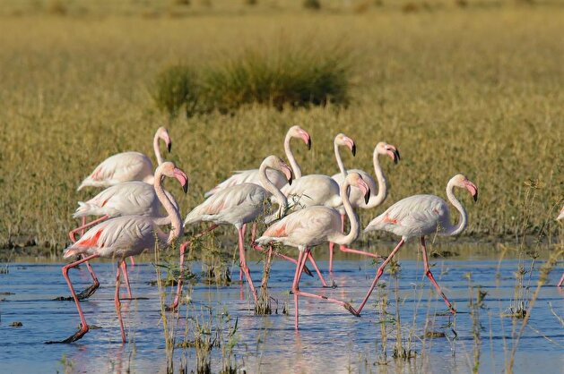Flamingos at Lake Erçek