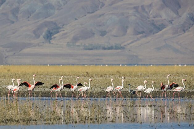 Flamingos at Lake Erçek