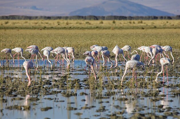 Flamingos at Lake Erçek