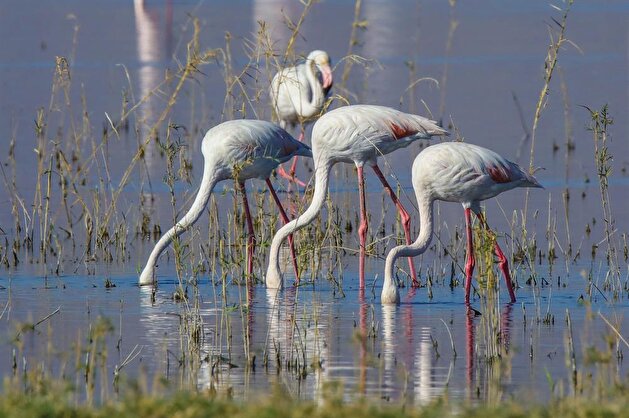 Flamingos at Lake Erçek
