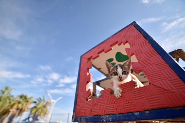 Meow Park of Mersin's Turkey