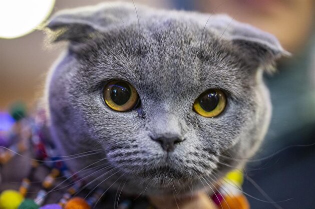 Felines compete in International Pursaklar Cat Beauty Fest