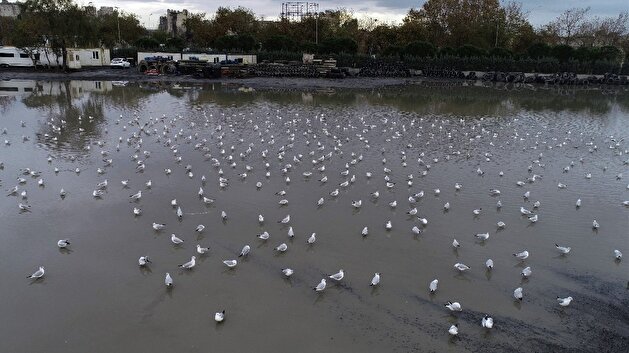 Wet seagulls offer unique visual feast as they battle heavy rain in Istanbul