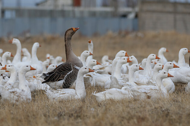 Turkish man turns nail factory into geese paradise