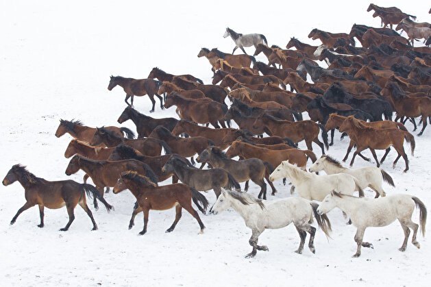 Horses enjoy magical snow on Erciyes Mountain