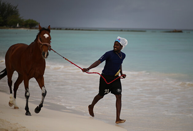Horses enjoy being washed in famous Barbados beach