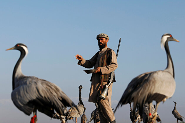 Jan Agha, 49, an Afghan hunter, feeds his cranes at a field in Bagram, Parwan province
