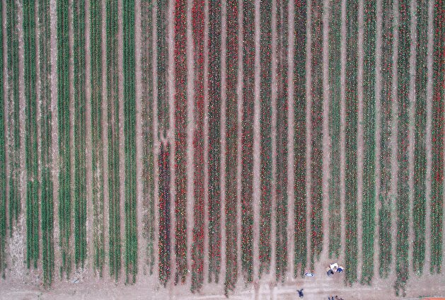 Colorful tulips are seen through a field of tulips in Konya