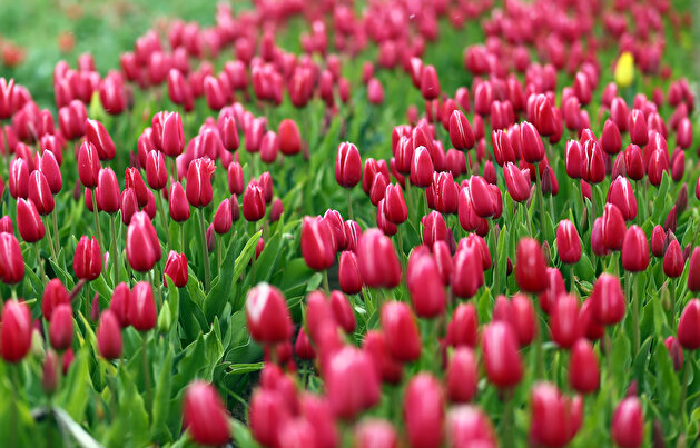 Colorful tulips are seen through a field of tulips in Konya