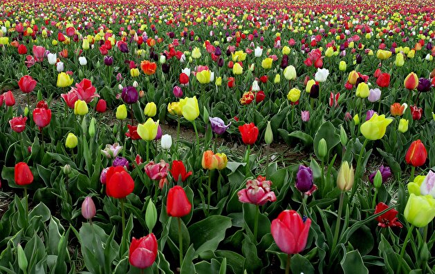 Colorful tulips are seen through a field of tulips in Konya