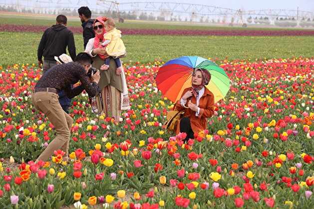 Colorful tulips are seen through a field of tulips in Konya