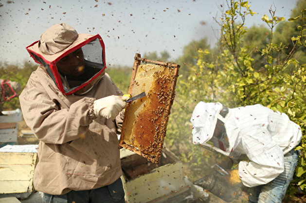 Palestinian beekeepers collect honey at a farm in Gaza City