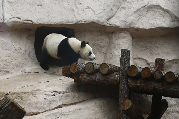 Moscow Zoo celebrates birthday of 2 adorable pandas