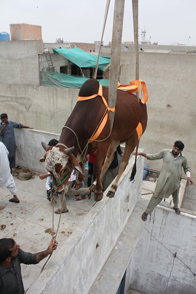 Sacrificial cattle get crane lifted from Karachi rooftop