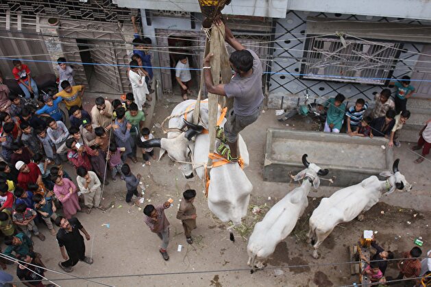 Sacrificial cattle get crane lifted from Karachi rooftop