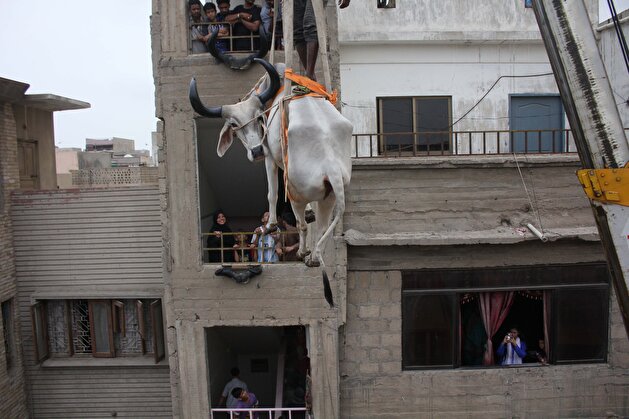 Sacrificial cattle get crane lifted from Karachi rooftop