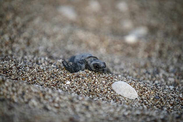 Newly Hatched Caretta Caretta Turtles in Antalya