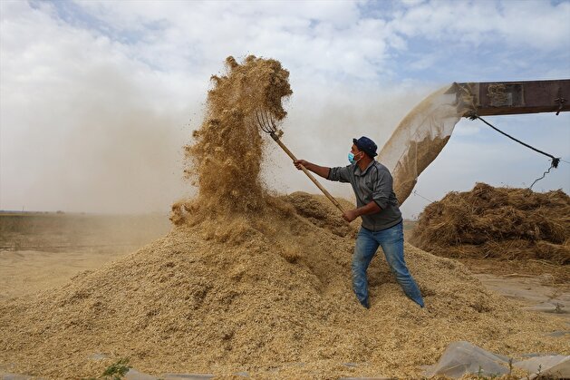 Palestinian farmers harvest wheats in Gaza